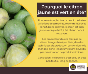 Lire la suite à propos de l’article On vous dit tout sur le citron bio