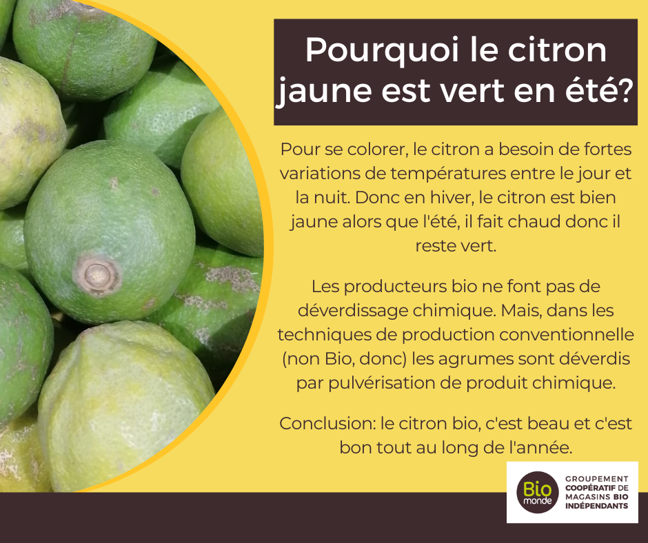 You are currently viewing On vous dit tout sur le citron bio